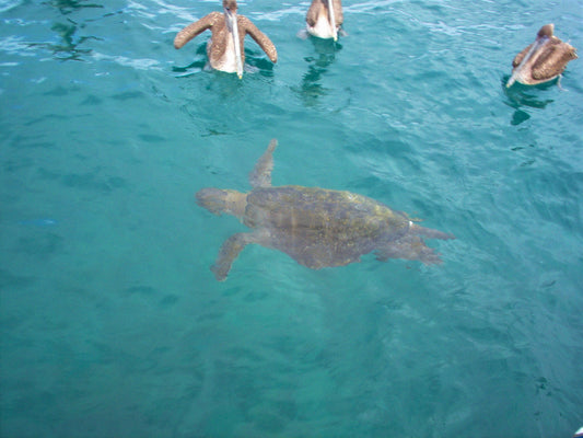 A real ninja-turtle