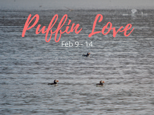 A Puffin Problem