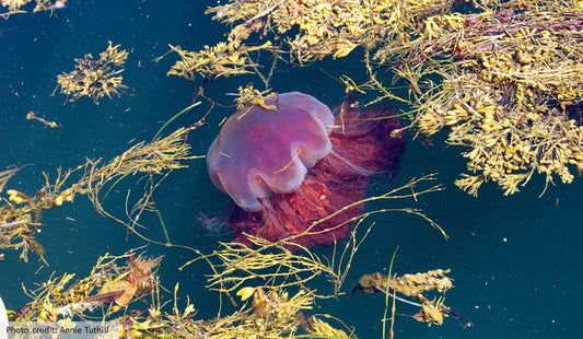 Welcome to the Ocean Protectors Blog!