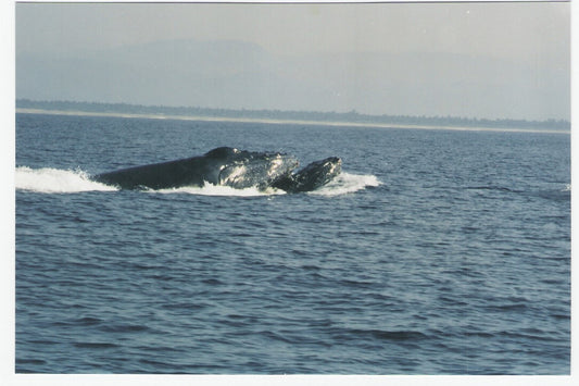 Microfiber and the Whale